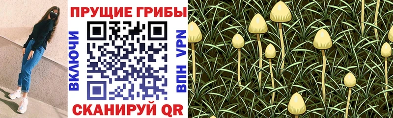Псилоцибиновые грибы GOLDEN TEACHER  ссылка на мегу как войти  Вятские Поляны 